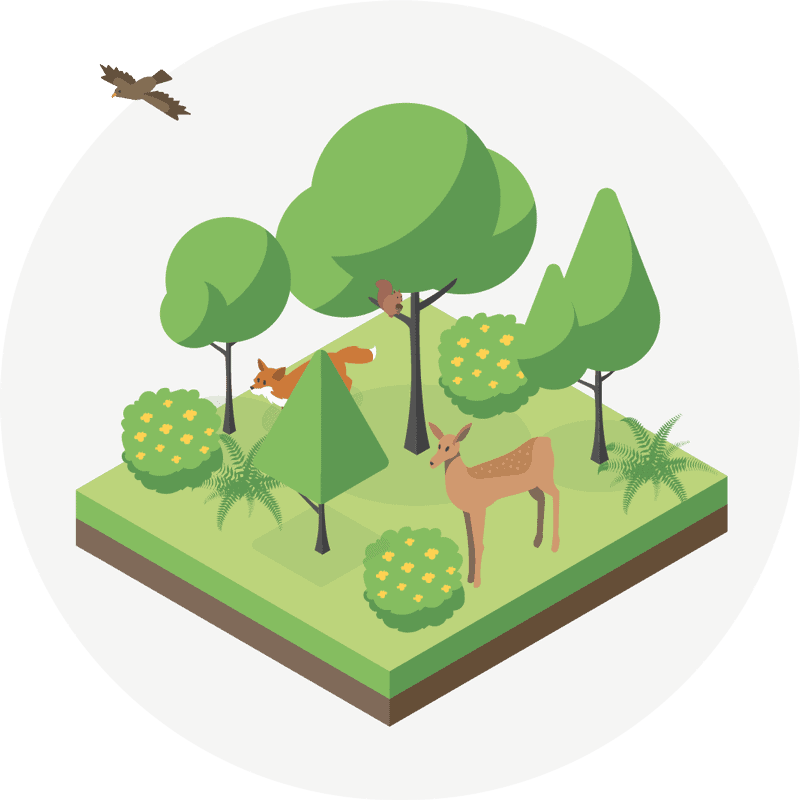 La forêt, un écosystème à préserver