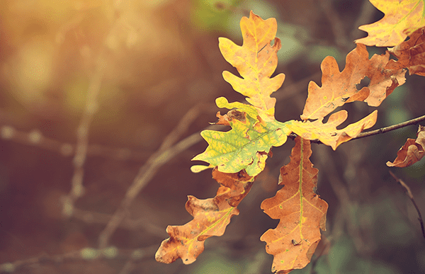 engagement environnement